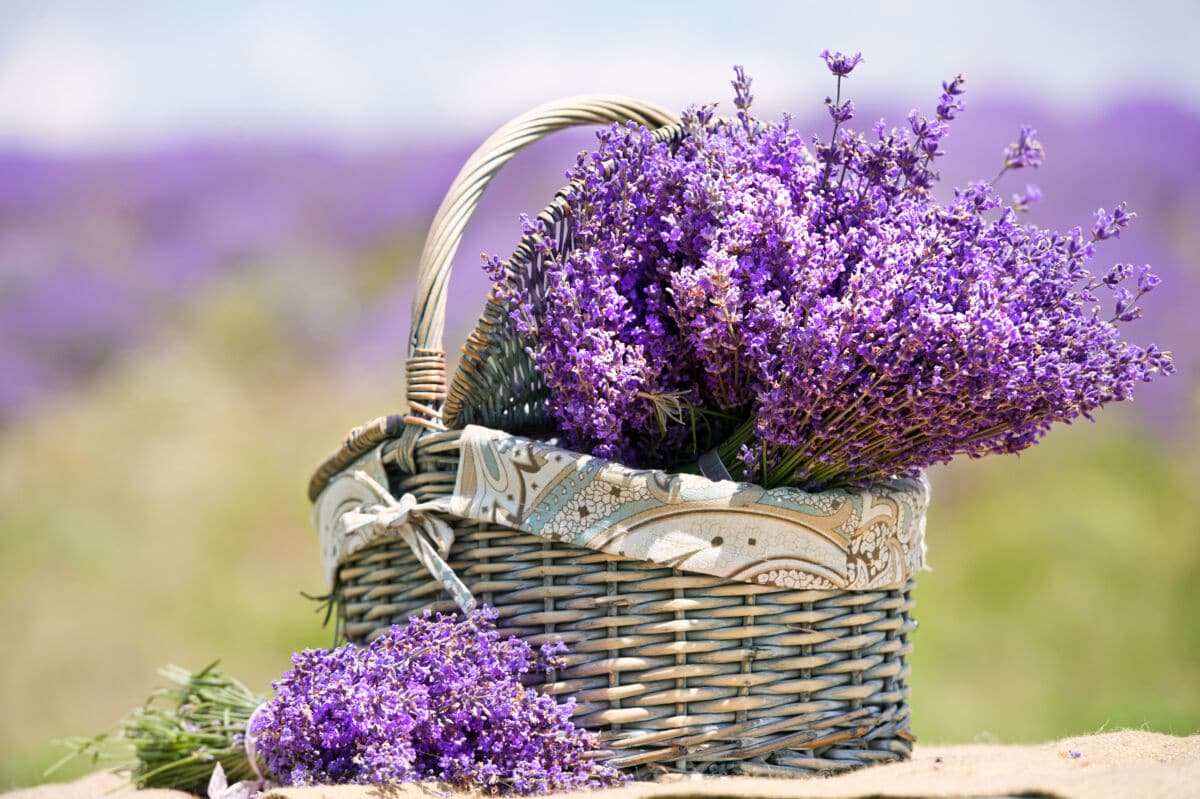 A basket of lavender against a blurred background of the countryside
