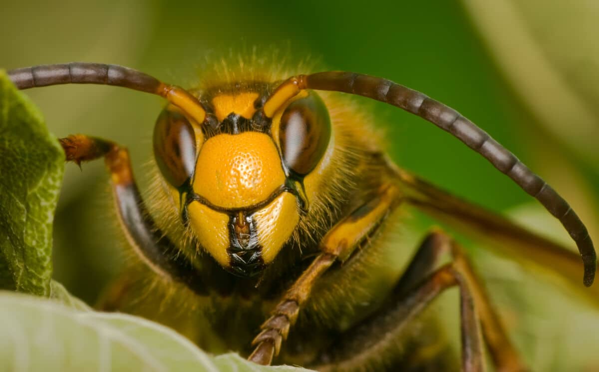 Macro, close up shot of the head of a hornet