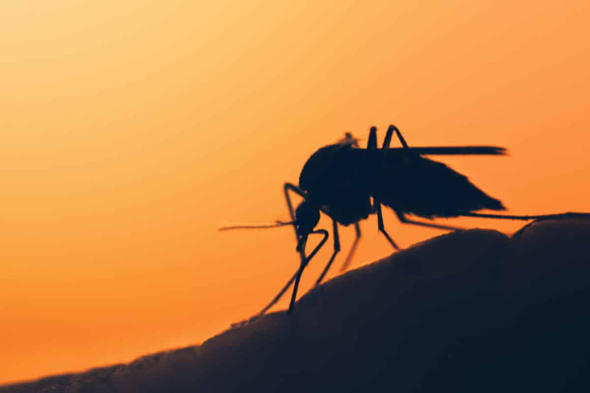 Silhouette of a mosquito against a sunset sky