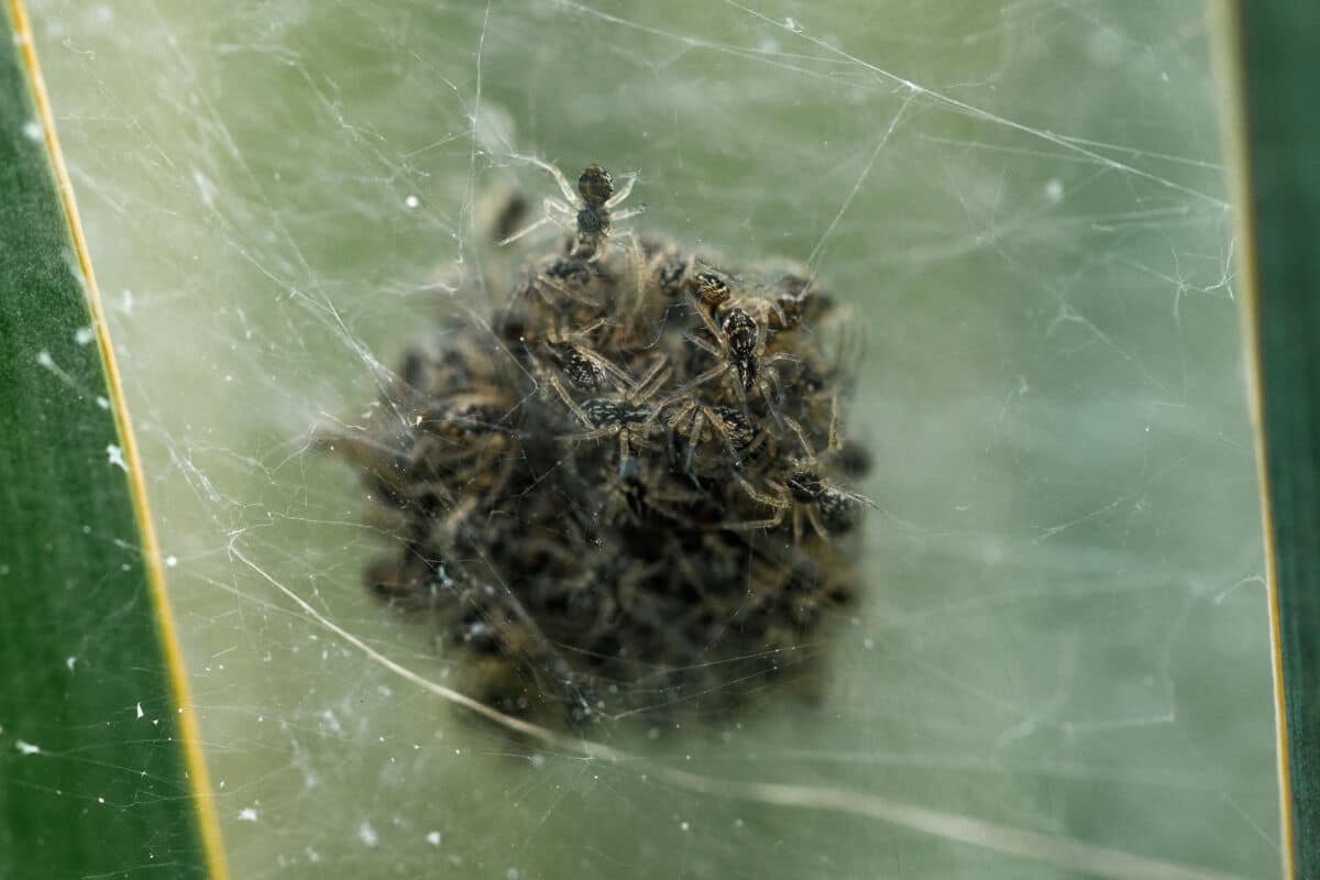 A nest of dark colored spiderlings
