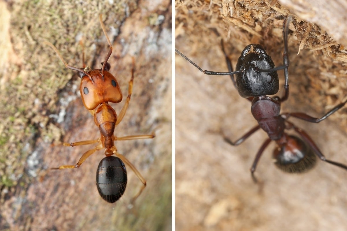 A comparison photo of a red vs black carpenter ant