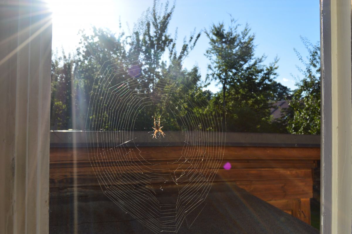 Spider web in a window with the hot sun beating down