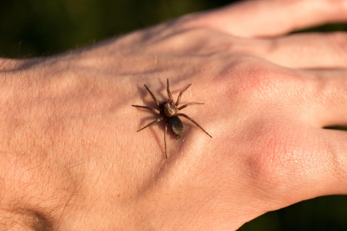 A small spider on the back of someones hand
