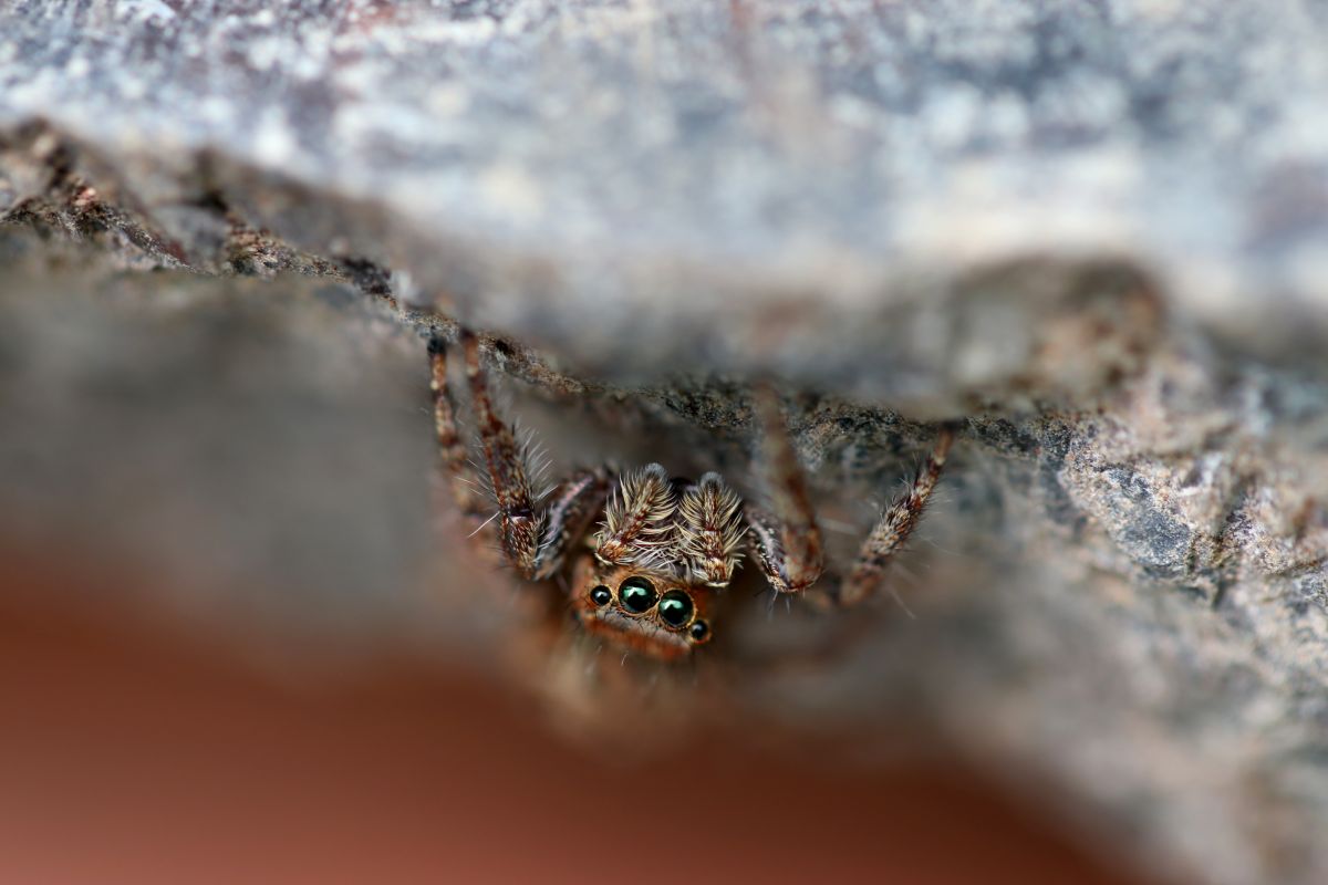 A small spider hiding under a rock