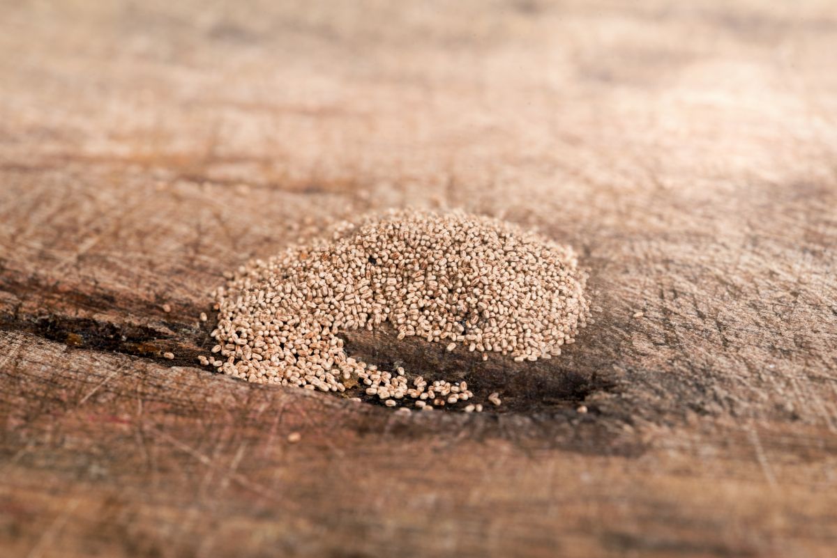 A small pile of termite frass on a wooden surface