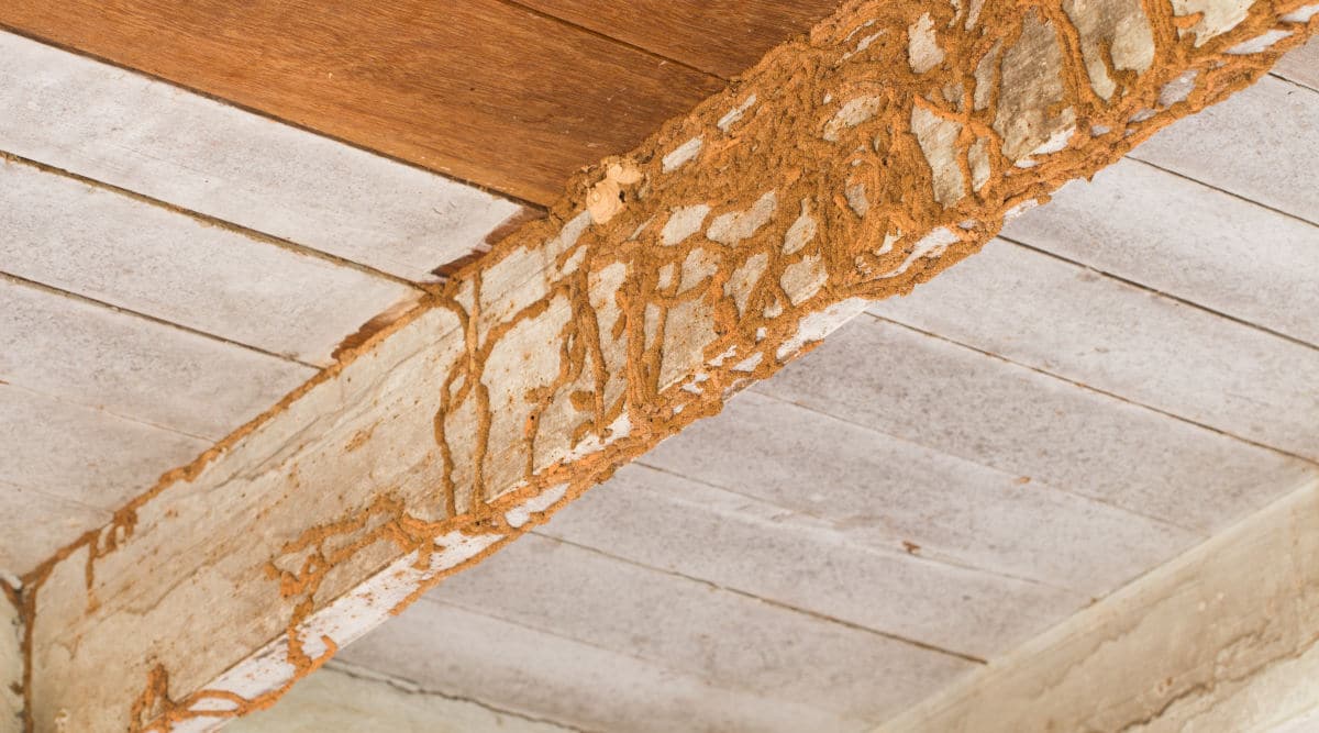 We bought a 170 year old house. Is this termite damage on a main beam ...