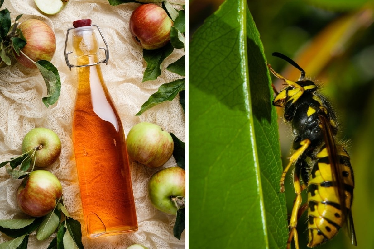 Two photos, one each of vinegar and a hornet side by side