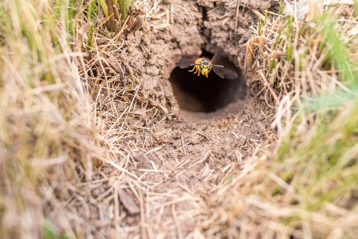 A wasp nest in the ground