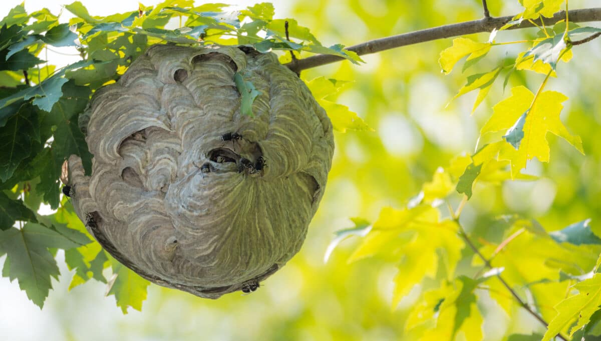 A wasp nest hanging from a tree
