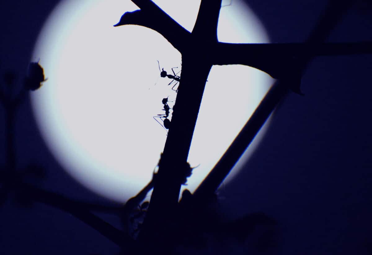 Silhouette of ants climbing a stick against the moonlight