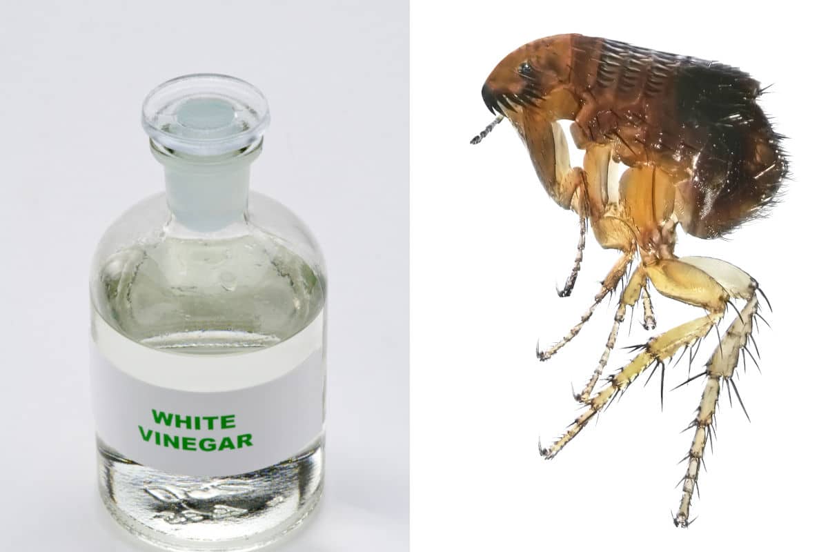 white vinegar and a flea