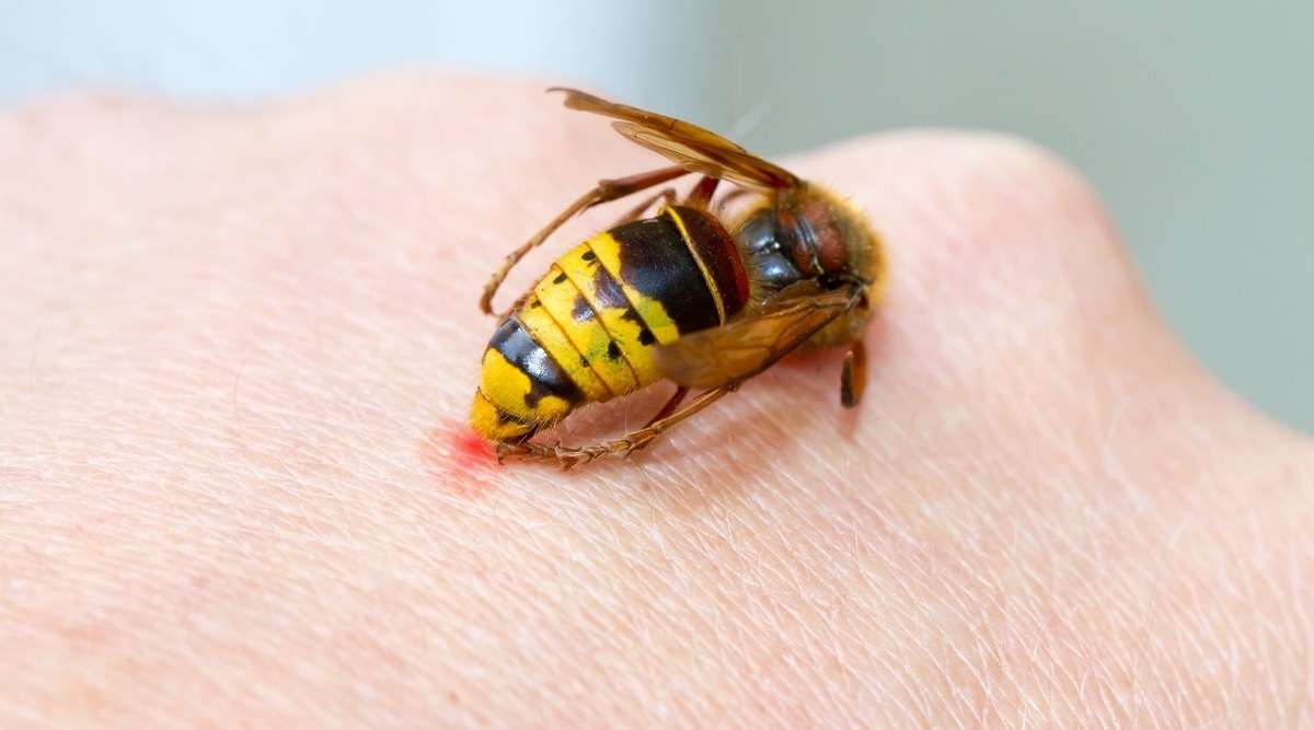 Hornet Stinging Hand