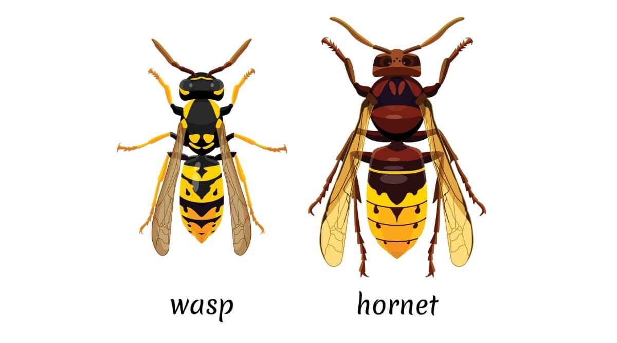 Wasp vs Hornet Size Comparison