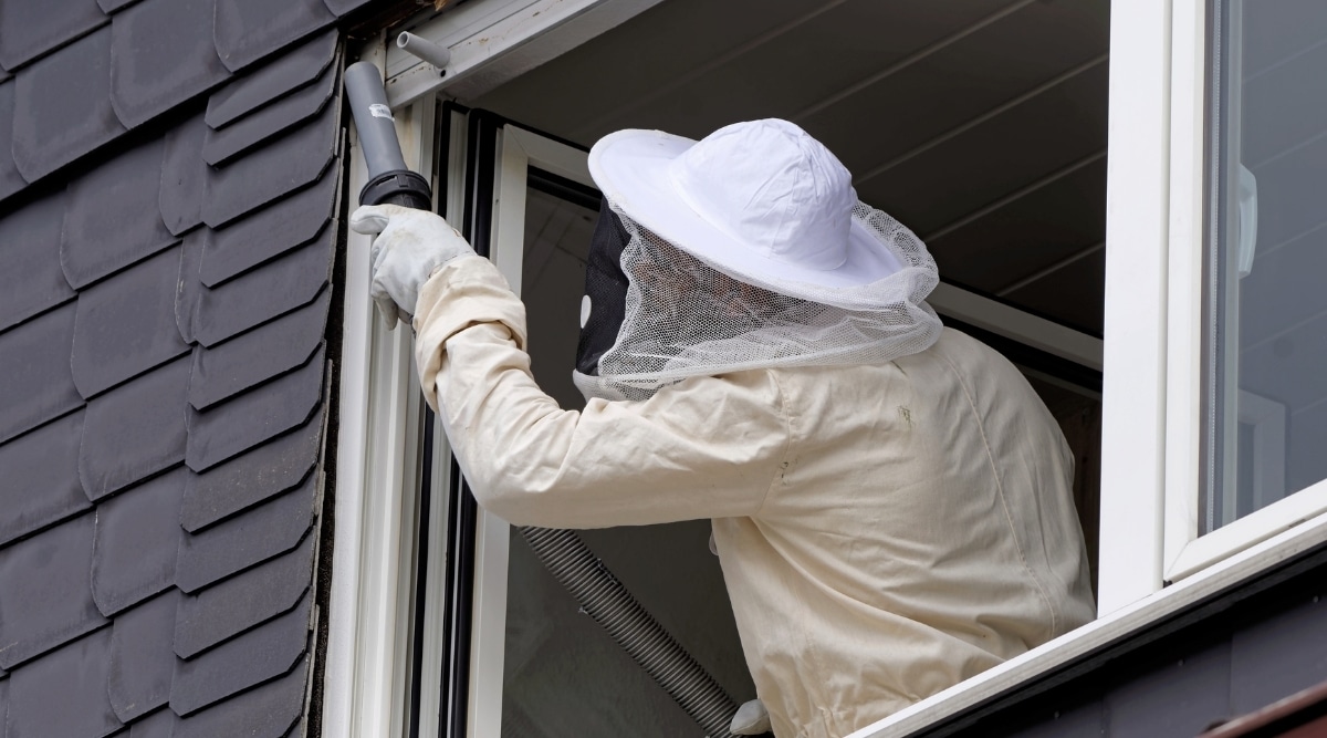 Pest Control agent removing hornet's nests from home