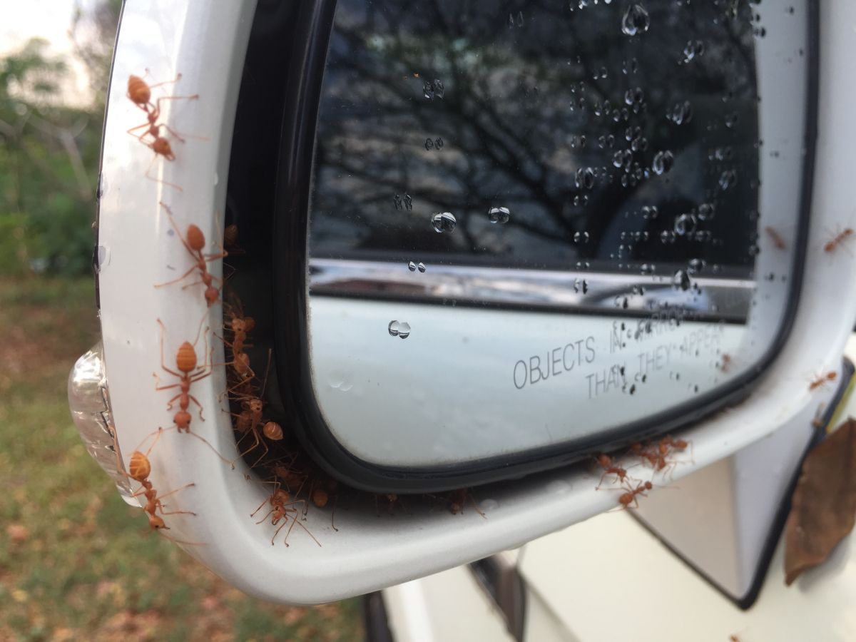Red ants on a white cars wing mirror