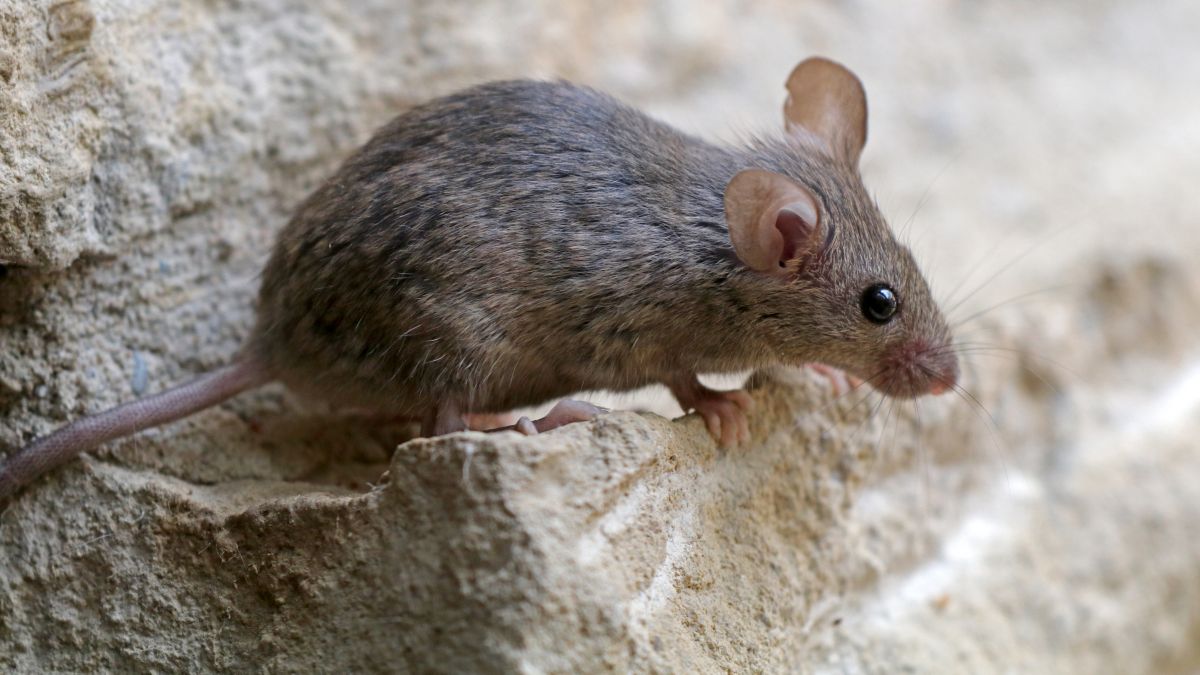 A house mouse sitting on some grey bricks