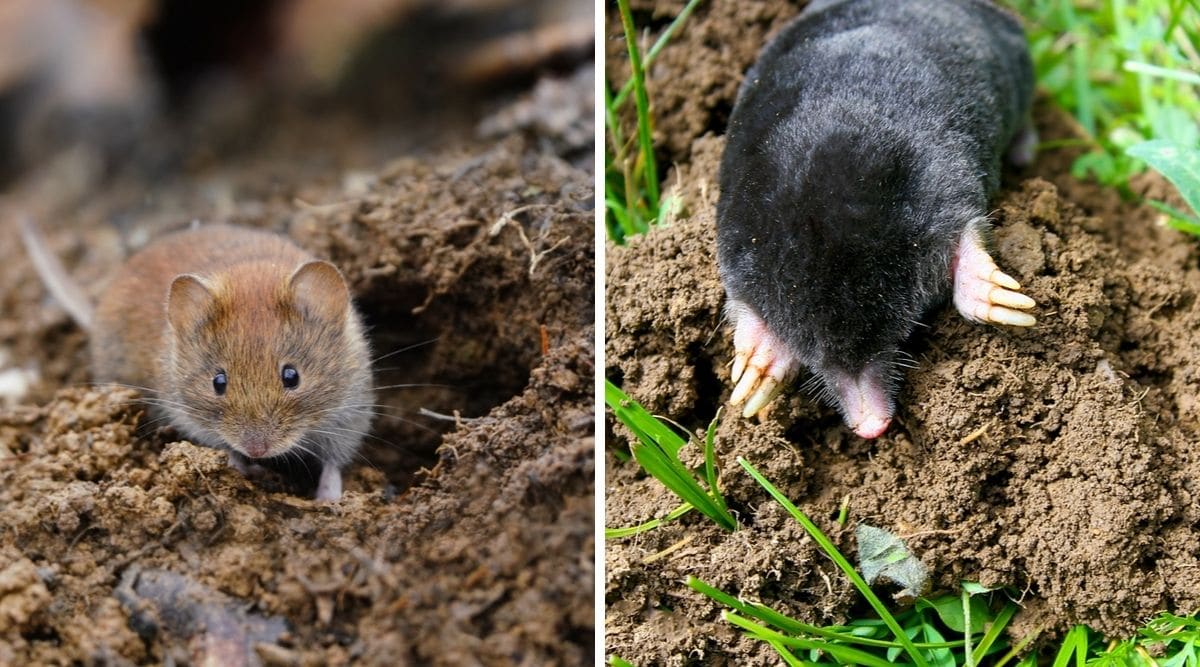 Two photos, one each of a vole and a mole, both on grass and mud