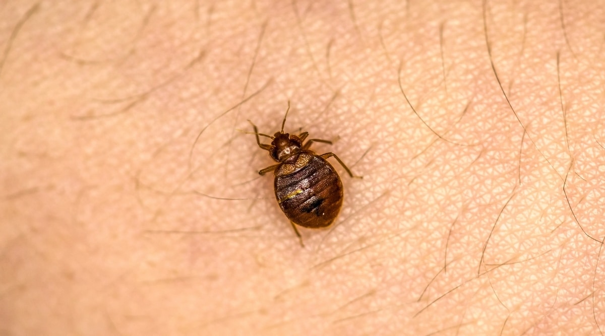 Bed Bug Feeding on Human