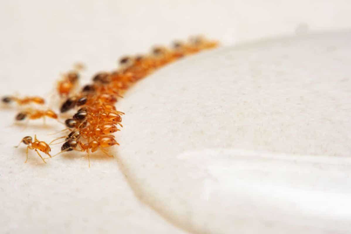 How To Get Rid Of Sugar Ants Naturally 7 Natural Remedies   Ants Eating Natural Remedy 1198x800 