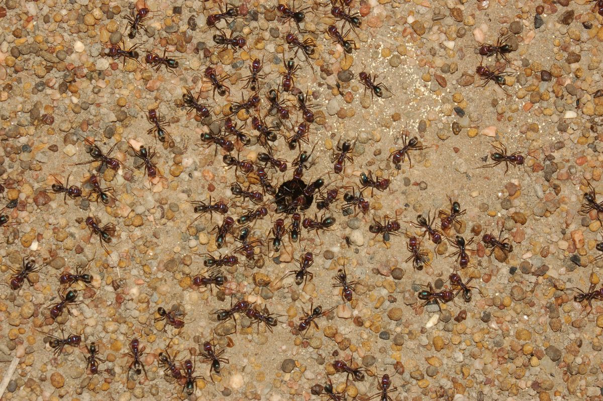 Sugar ants swarming around the entrance to their nest