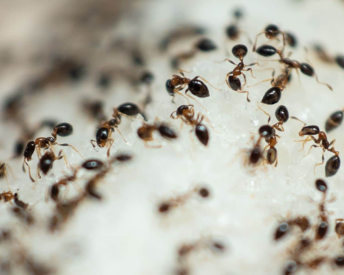 Many ants swarming over a pile of sugar