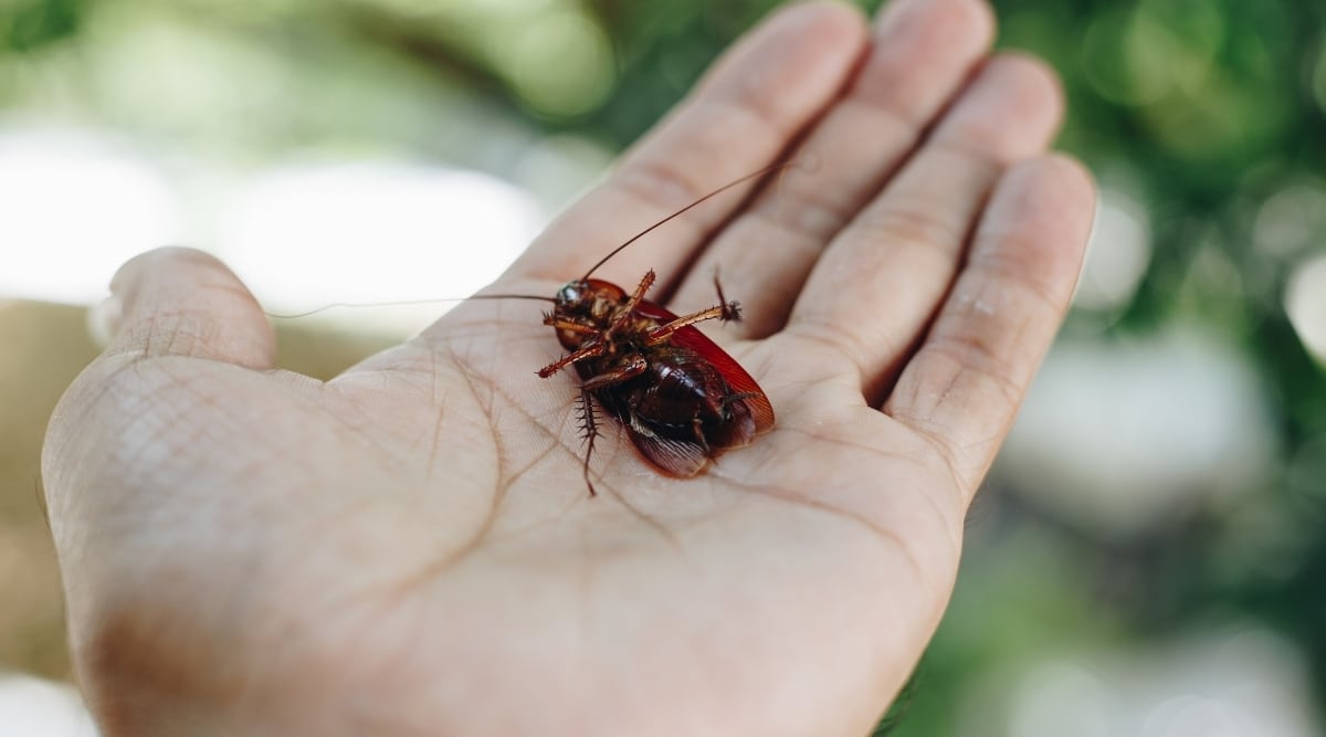 Roach on Human Hand