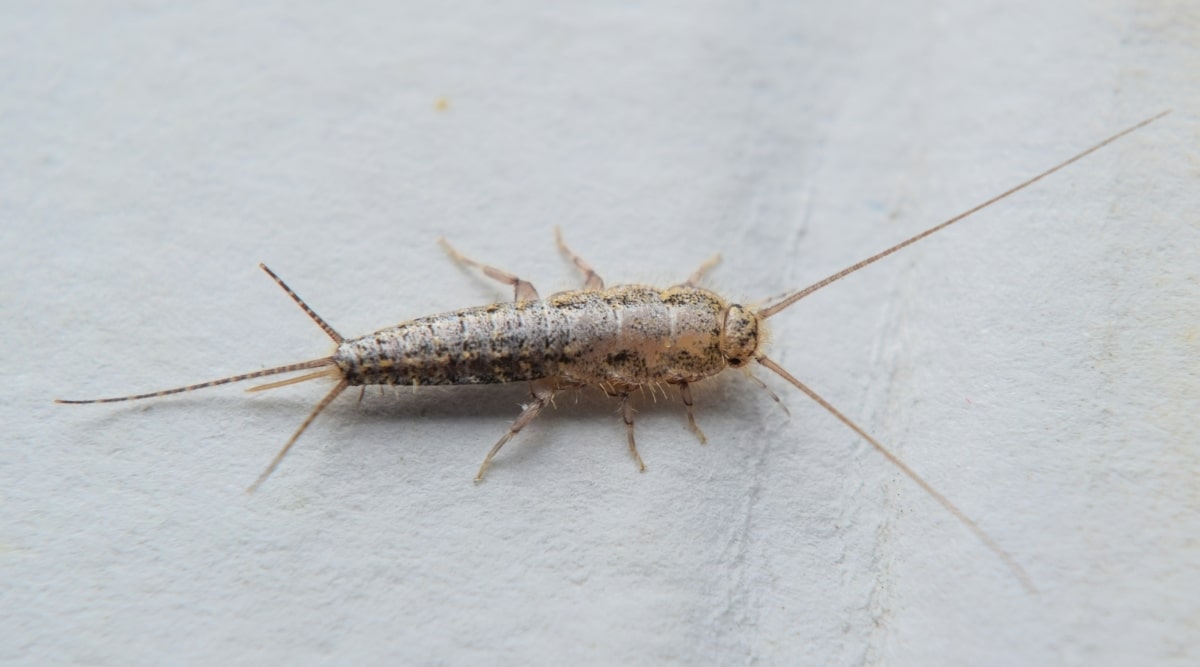 Silverfish on Paper
