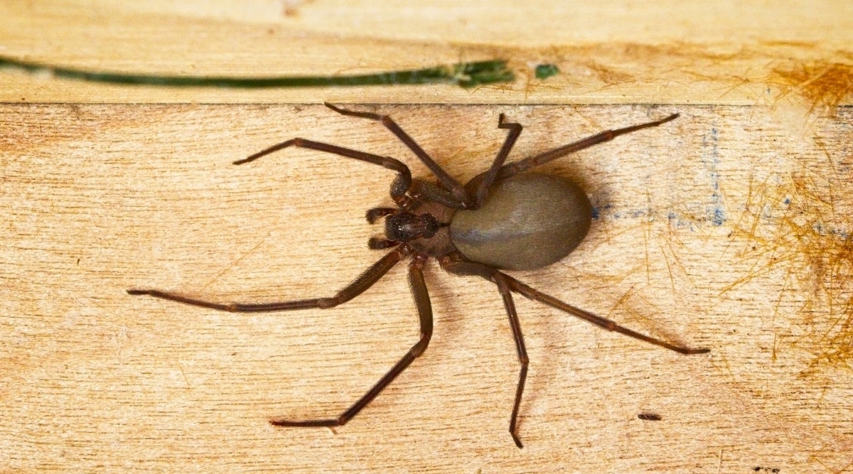 Arachnid on Wooden Plank