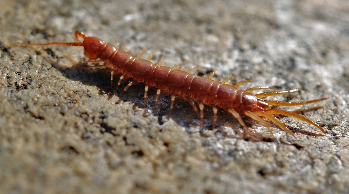 Centipede on Ground