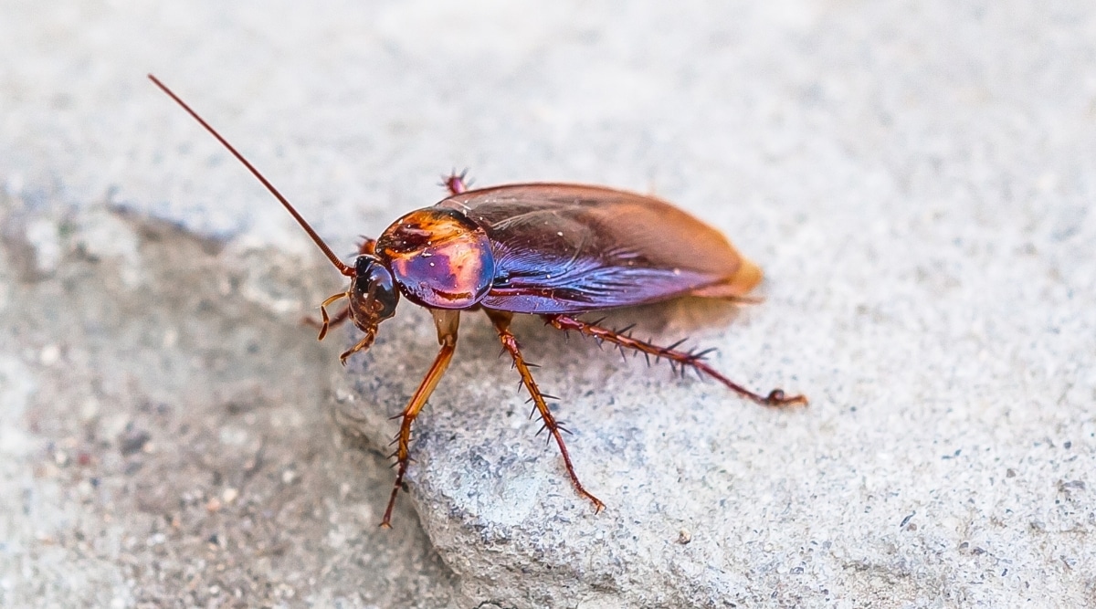 Cockroach on Ground