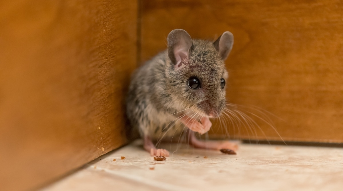 Small Mouse in Home