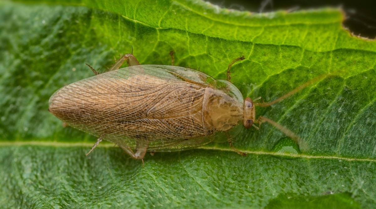 Wood Cockroach in Garden