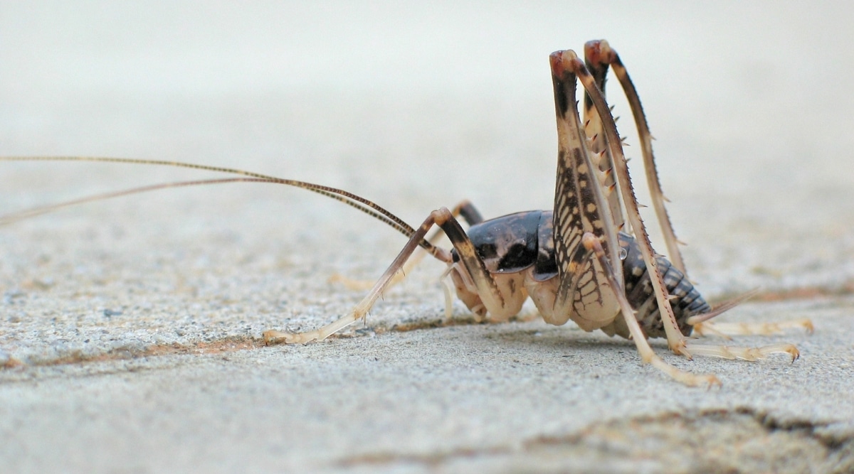 Camel Cricket on Concrete