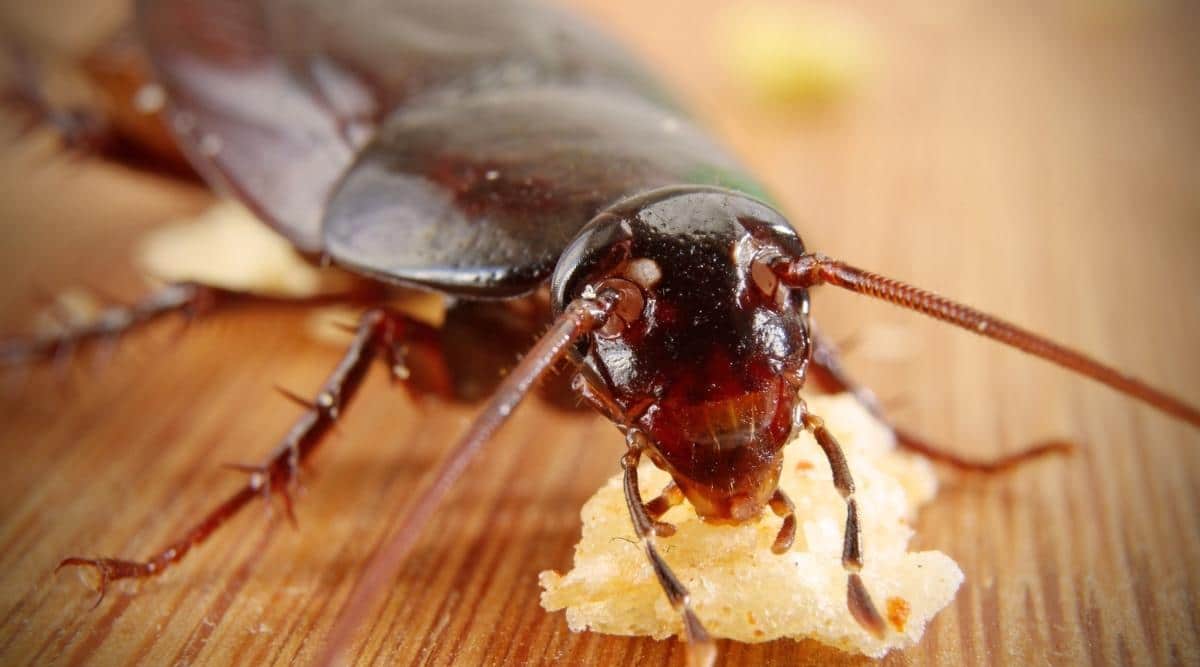 Cockroach Inside House