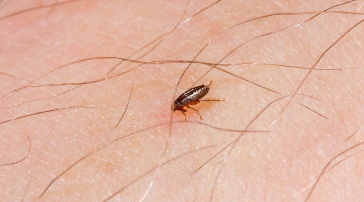 Flea on Human Skin