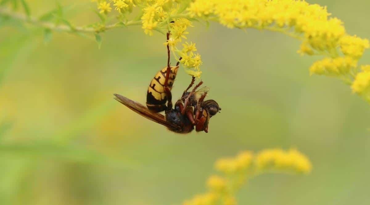 Hornet Eating Bee