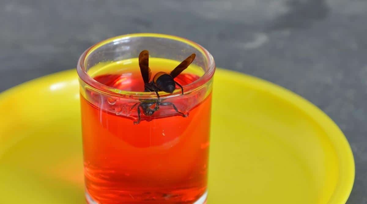 Insect in Soda Glass