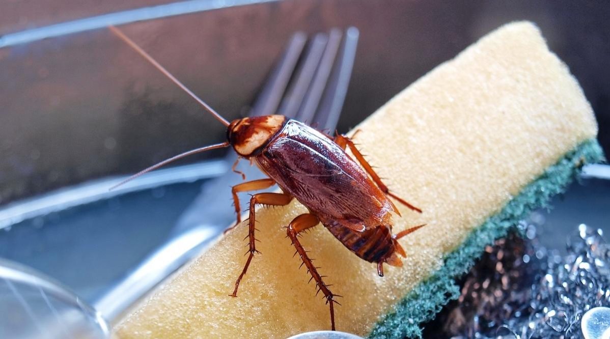 What Attracts Cockroaches? 10 Things That Attract Them To Your Home