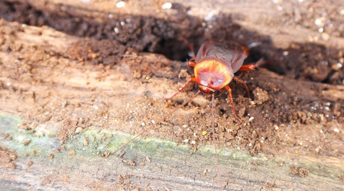 Cockroach on Dead Wood