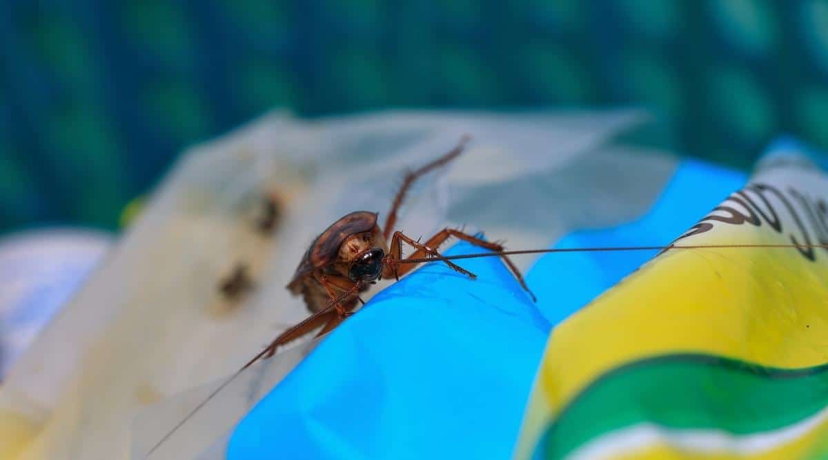 Insect in Trash Can